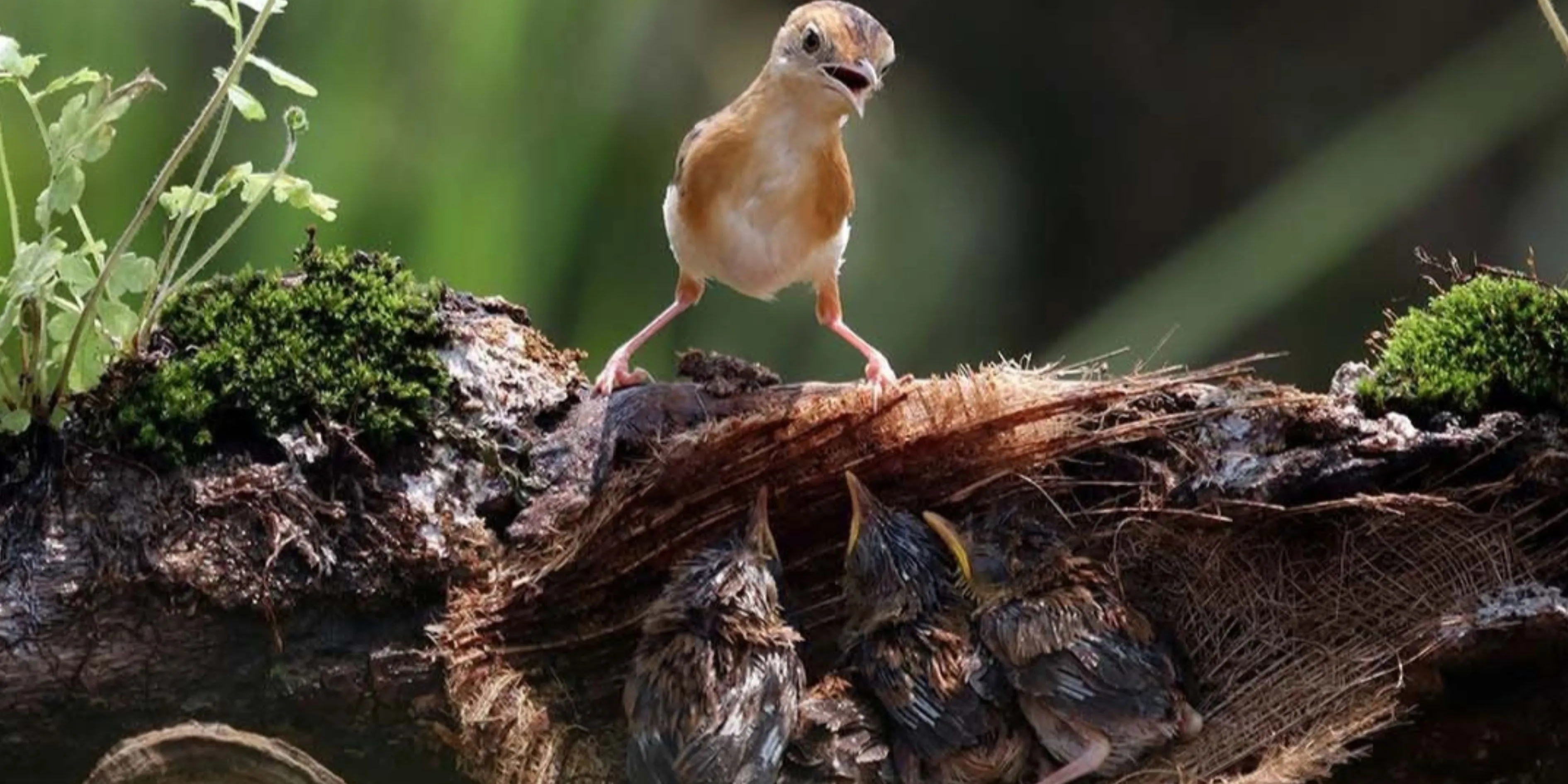 Rescue Rehabilitate Release Wildlife Banner